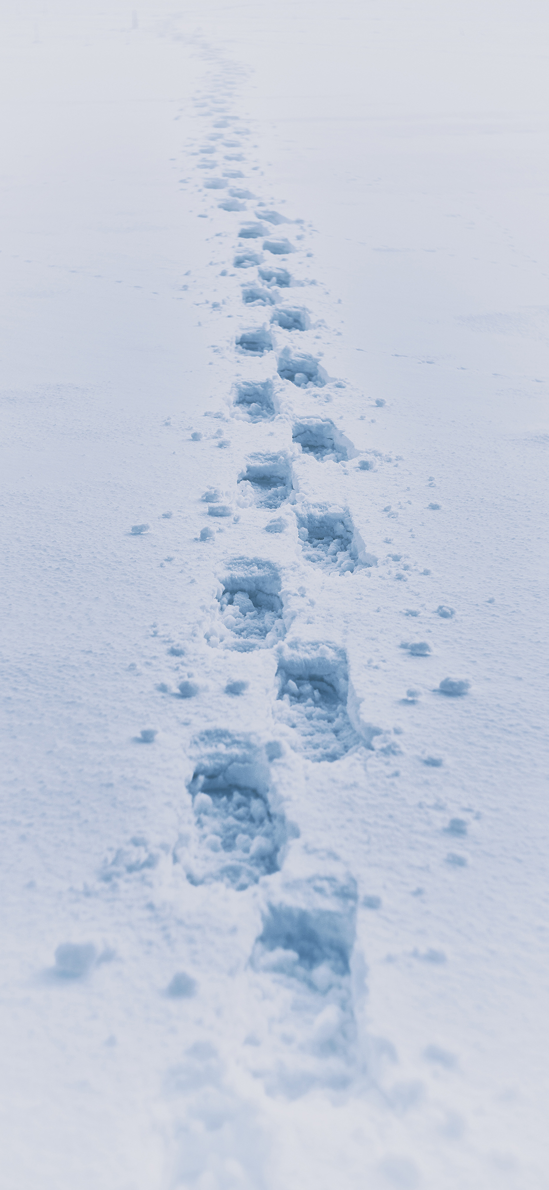 雪地 白雪覆盖 脚印 连串