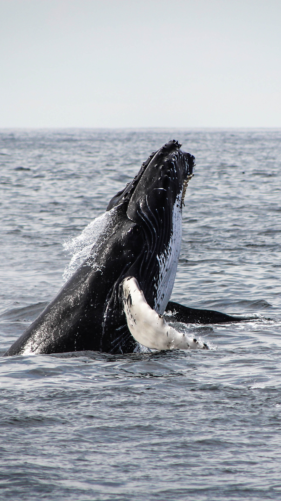大海 虎鲸 鲸鱼 保护动物