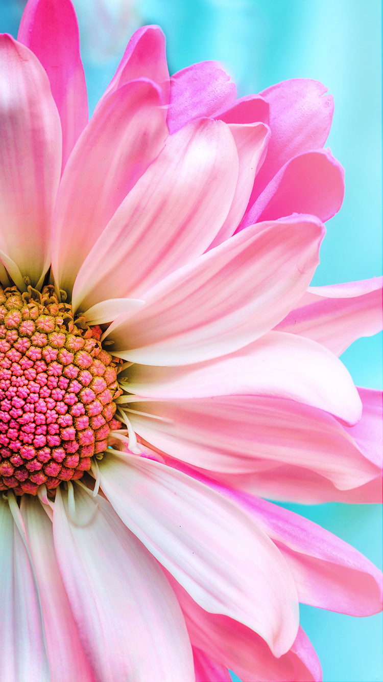 鲜花 花朵 粉色 枝叶 唯美 苹果手机高清壁纸 7