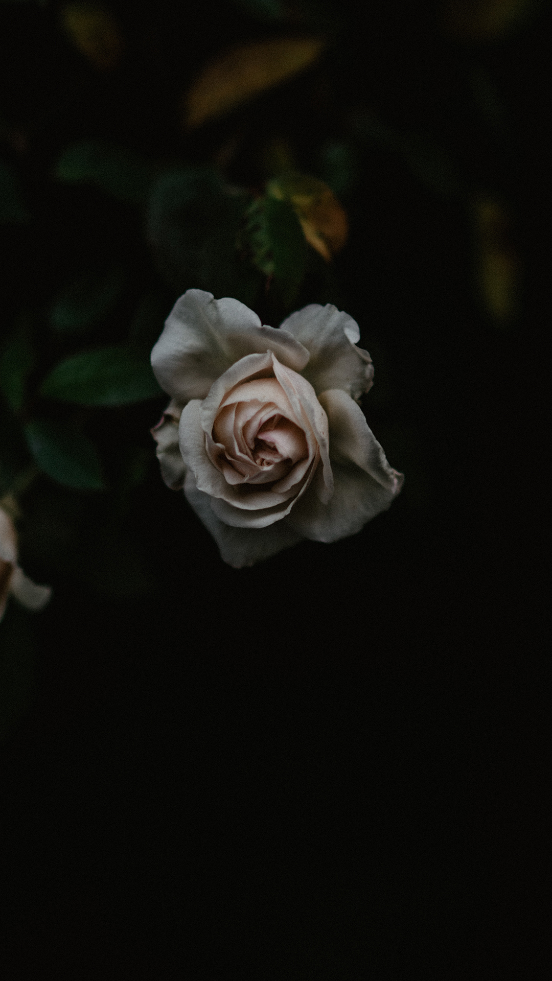 鲜花 花瓶 玫瑰 植物 苹果手机高清壁纸 1080x1920