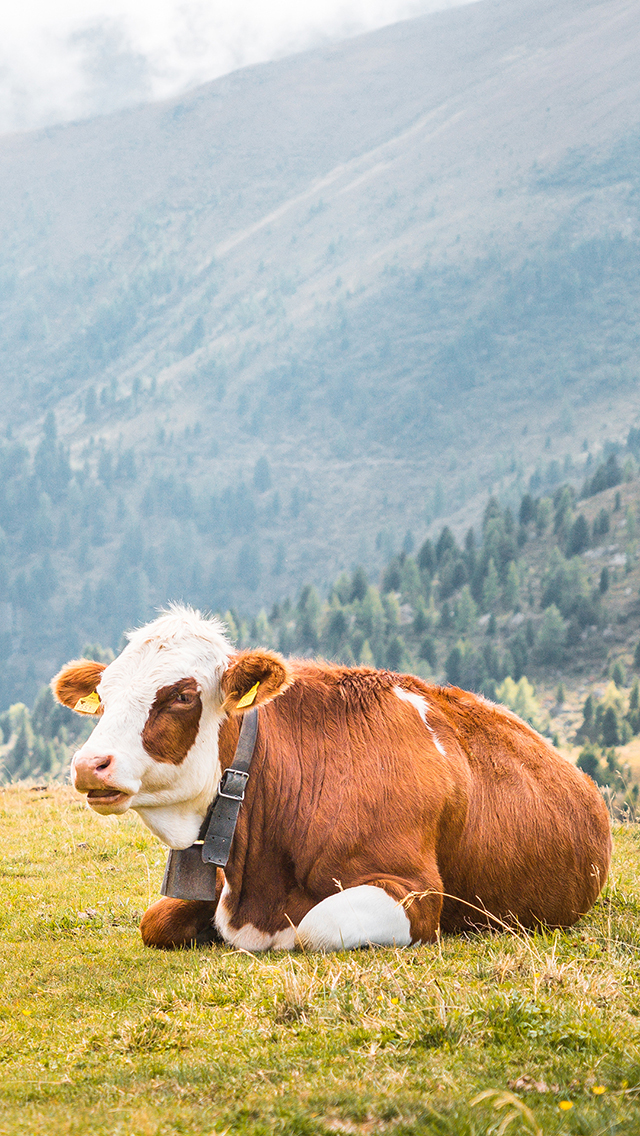 猴子 动物园 动物世界 动物 苹果手机高清壁纸