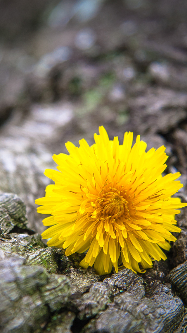 狞猫 非洲 食肉 独行动物 苹果手机高清壁纸 64