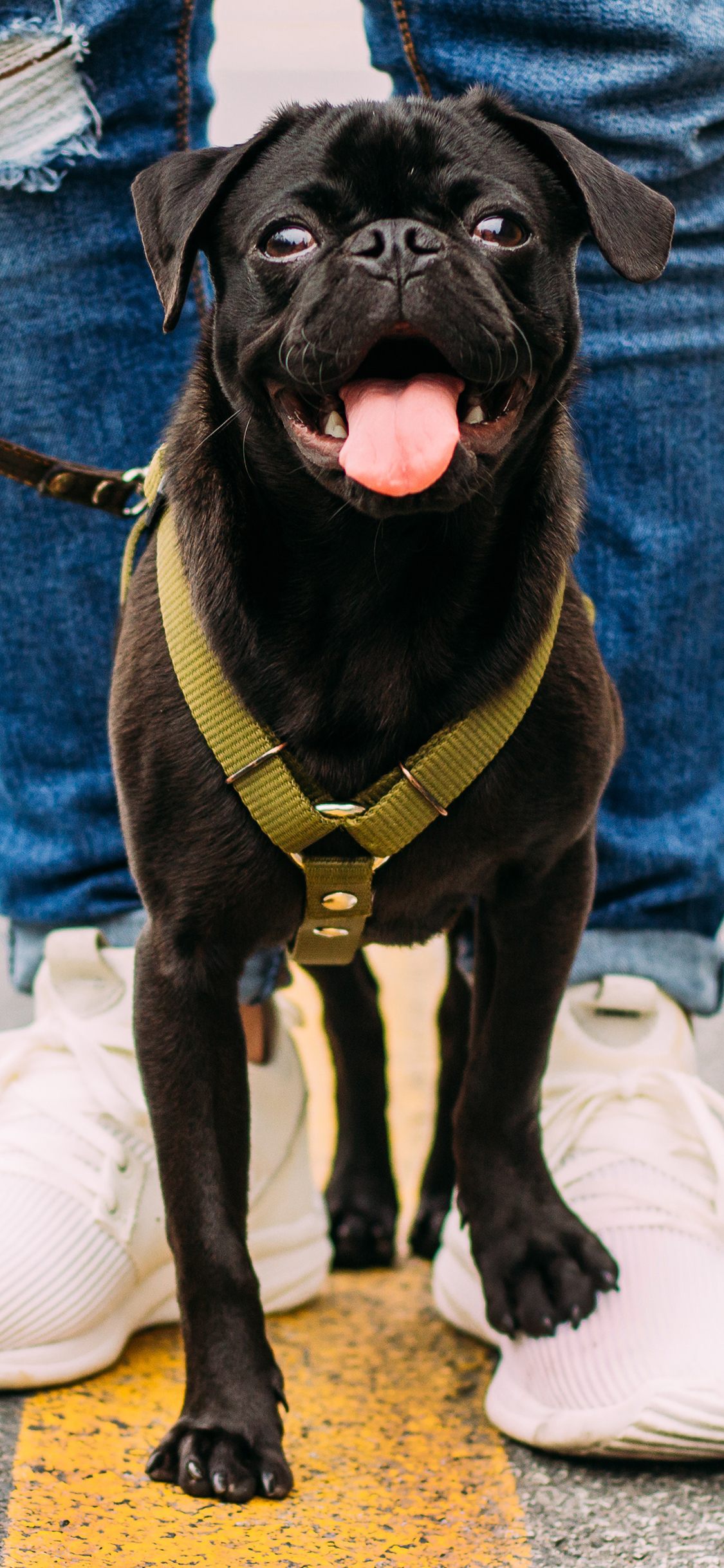 宠物狗 巴哥犬 丑萌 黑色