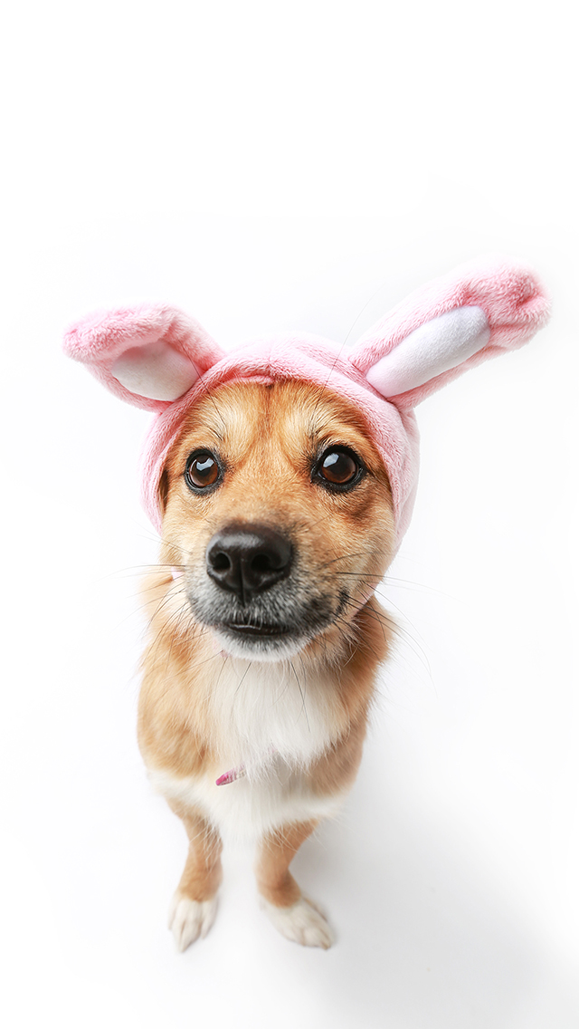 其他动物 动物 苹果手机高清壁纸 640x1136_爱