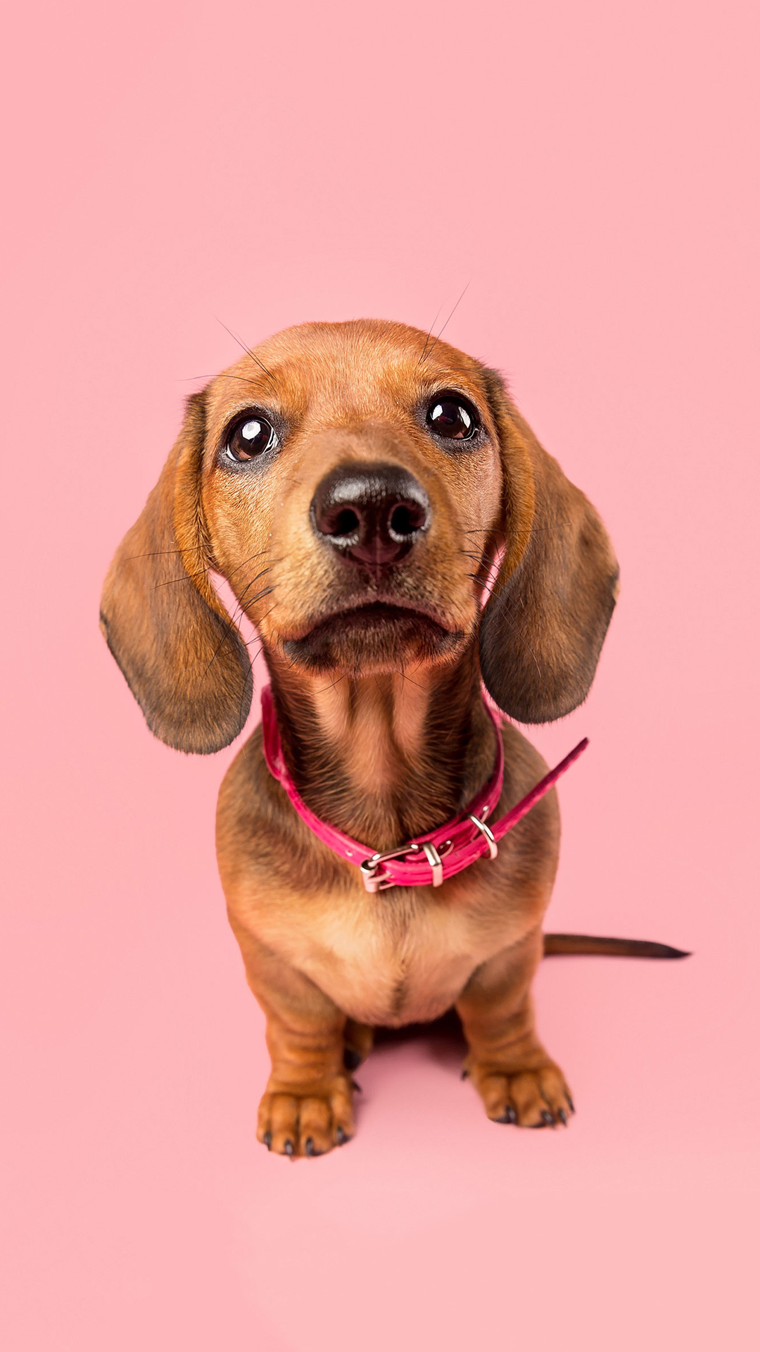 腊肠犬 狗 汪星人 可爱 粉色 宠物