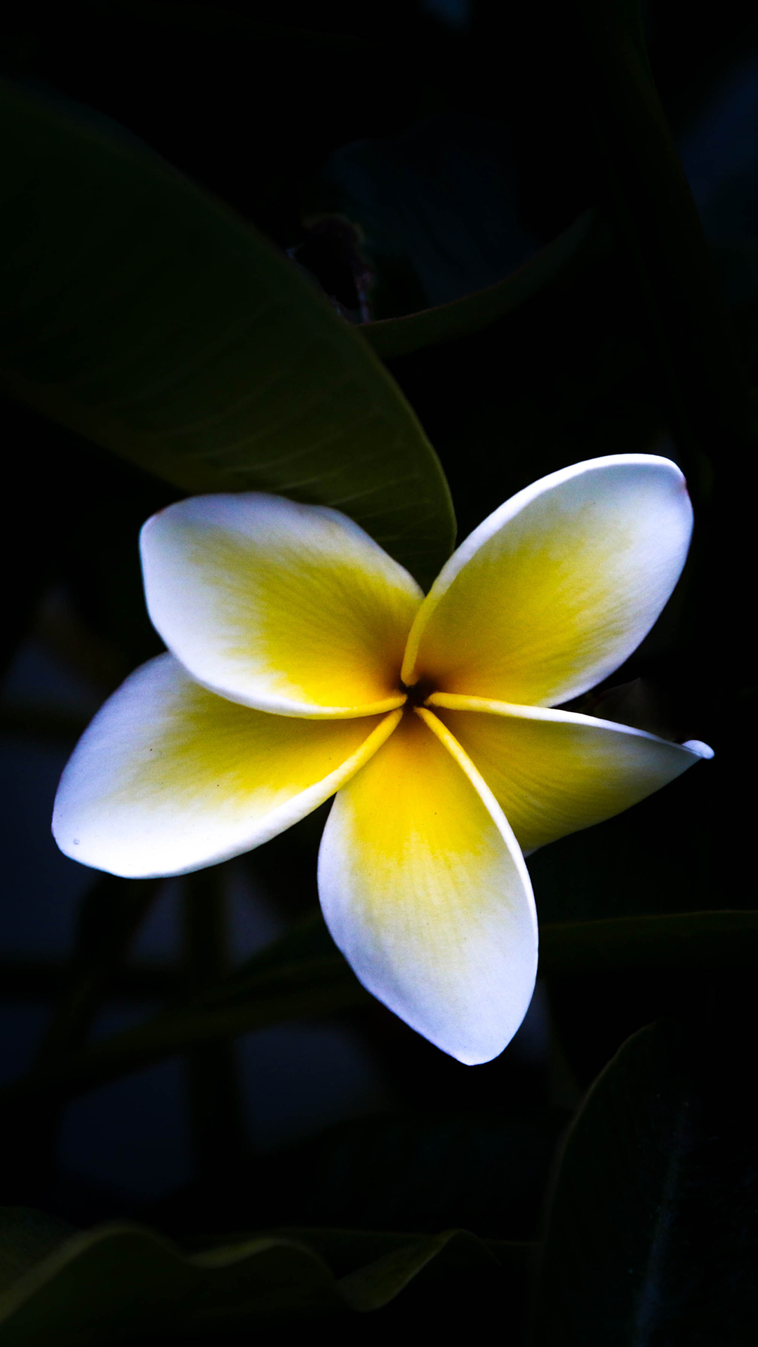 花瓣 荷叶 荷花 荷塘 落花 唯美 苹果手机高清壁