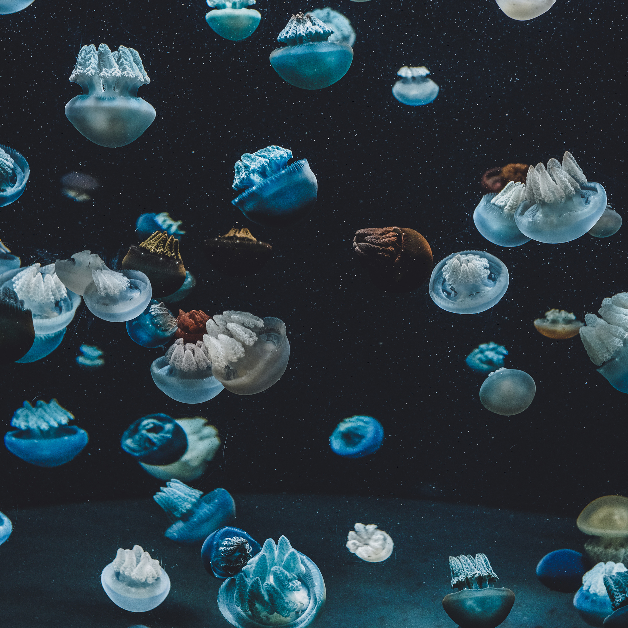 水母 游动 密集 海洋生物