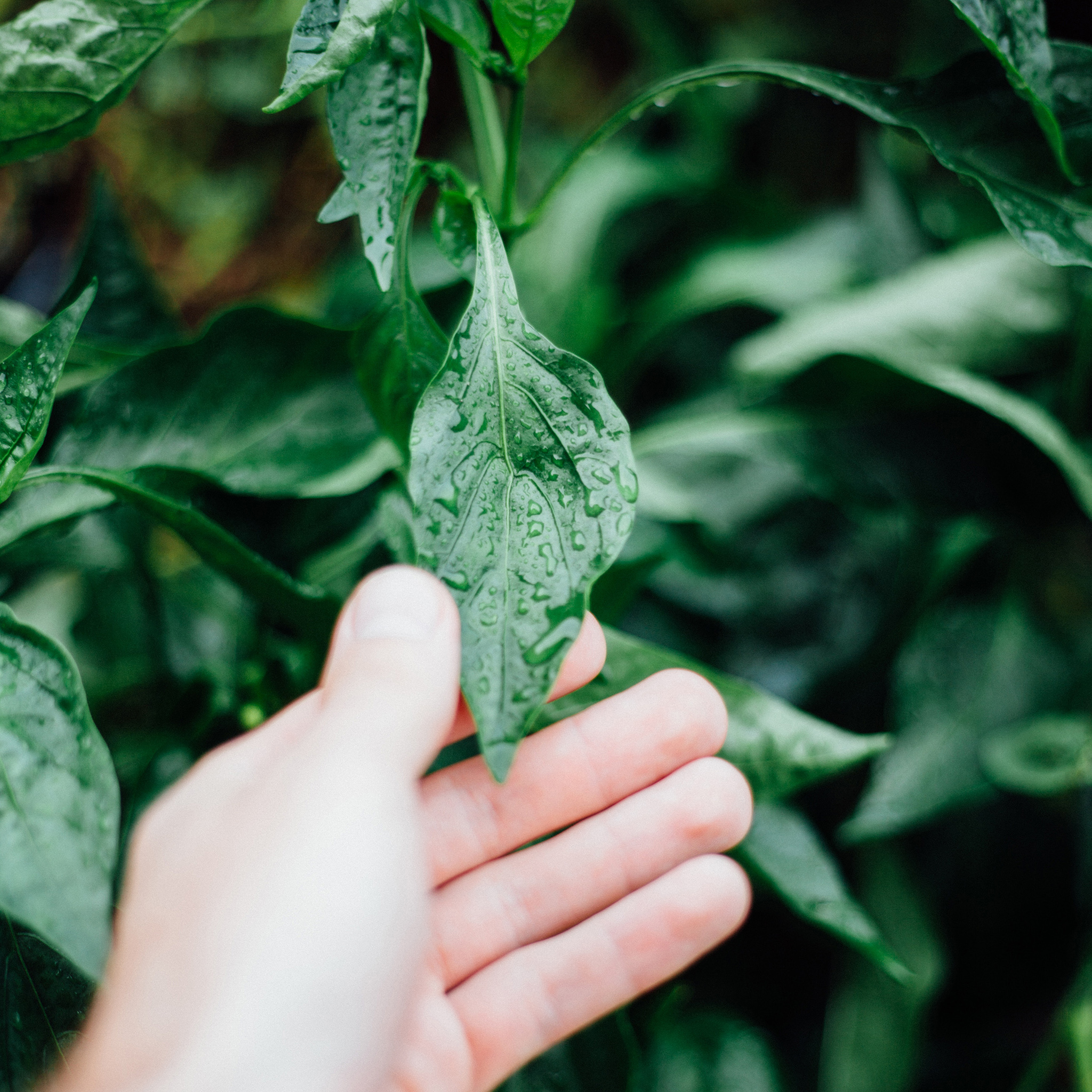 绿草 草丛 绿化 苹果手机高清壁纸 2048x2048_