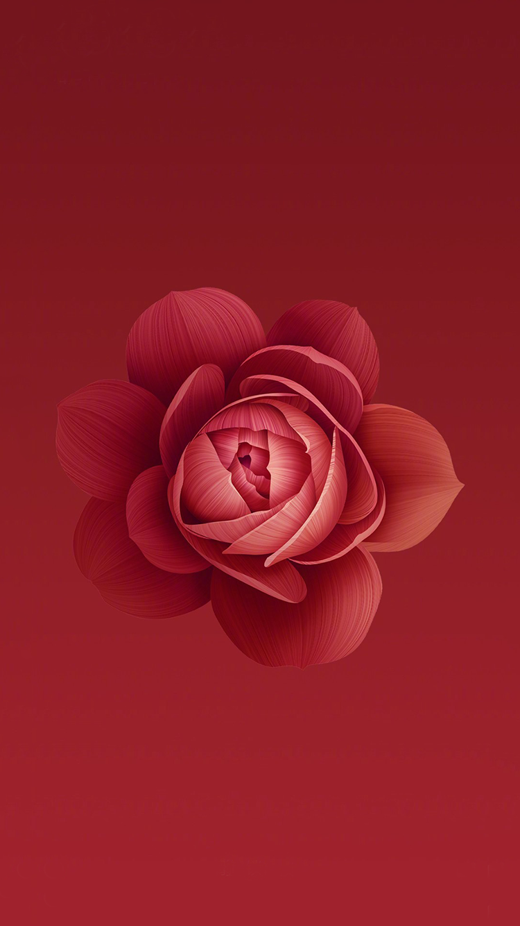 花 红色 盛开