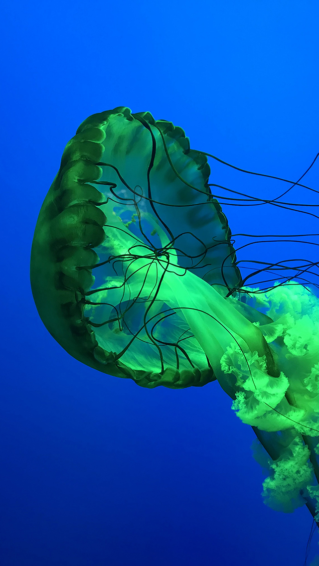 其他动物 动物 苹果手机高清壁纸 640x1136_爱