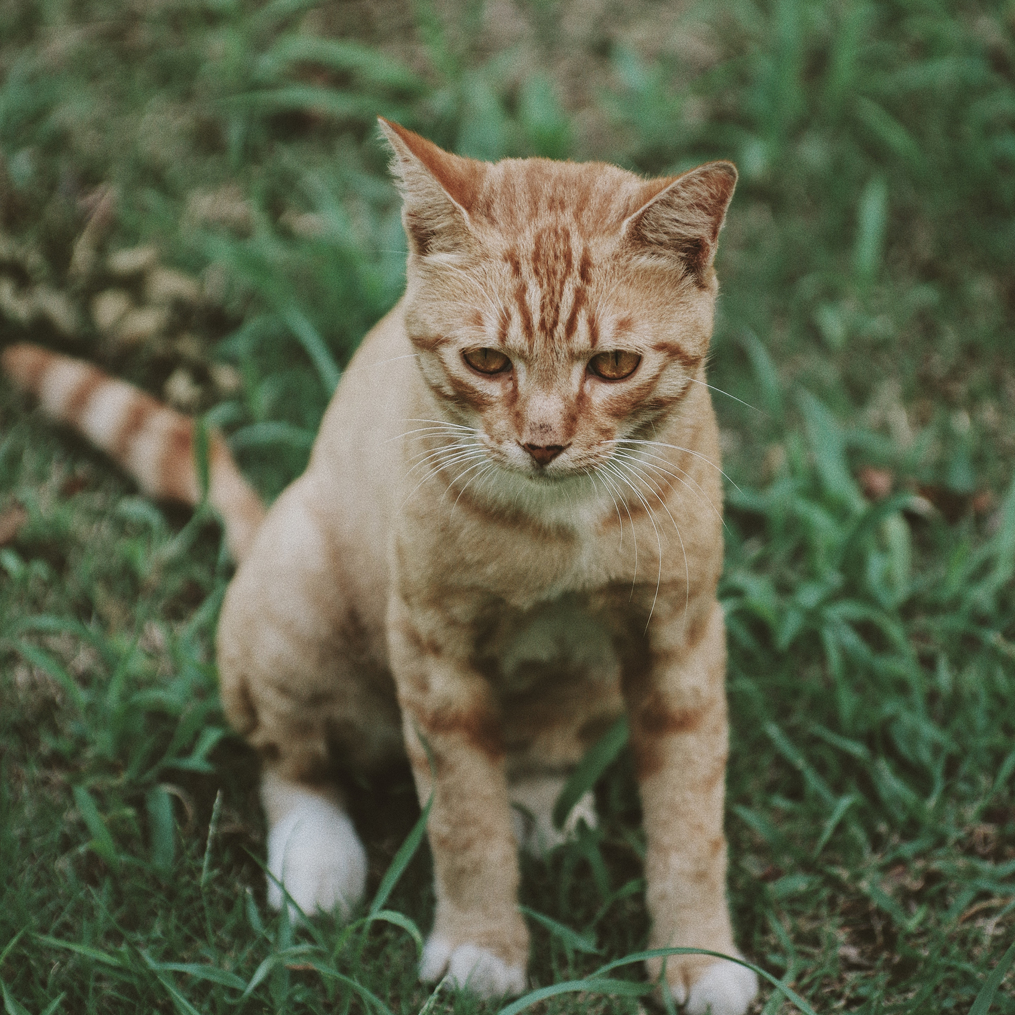 马 草原 畜牧 草场 苹果手机高清壁纸 2048x20