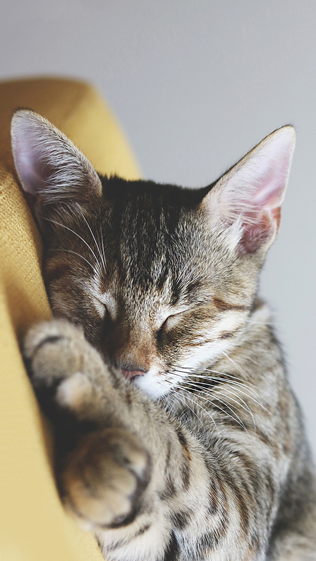 麋鹿 雪地 动物 苹果手机高清壁纸 640x1136_爱