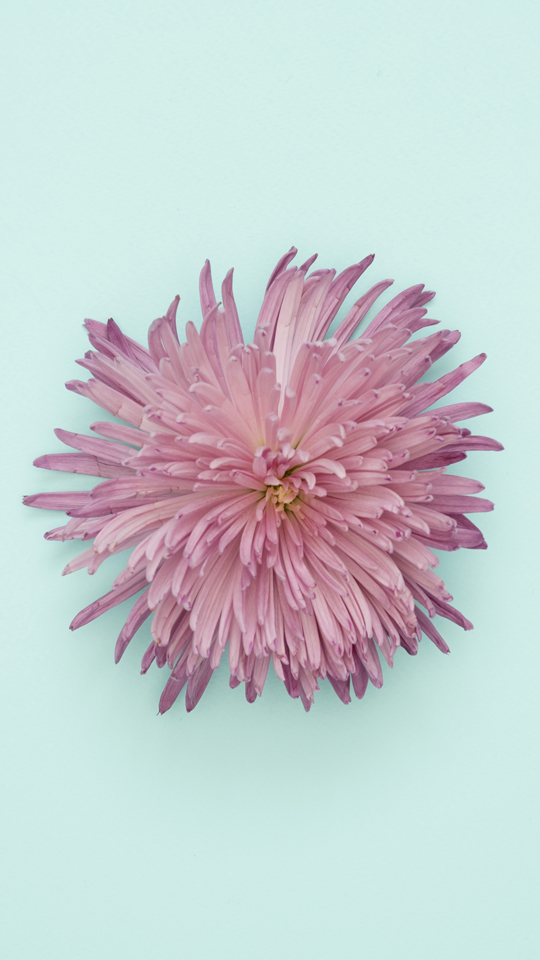 荷花 荷叶 荷塘 莲蓬 苹果手机高清壁纸 1080x1