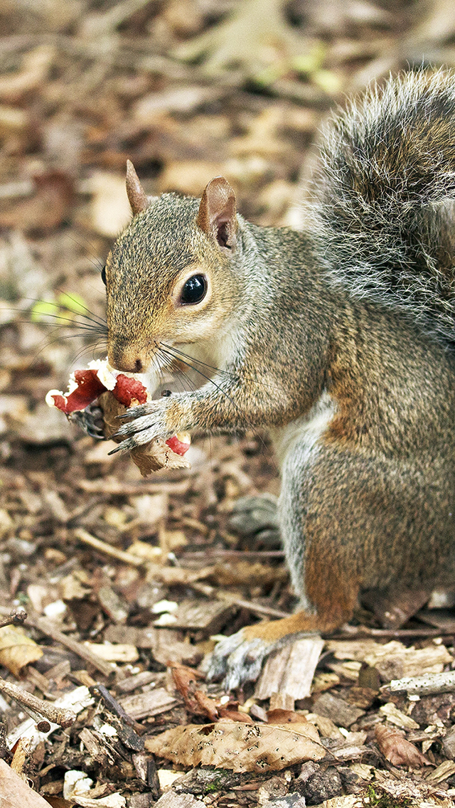 其他动物 动物 苹果手机高清壁纸 640x1136_爱