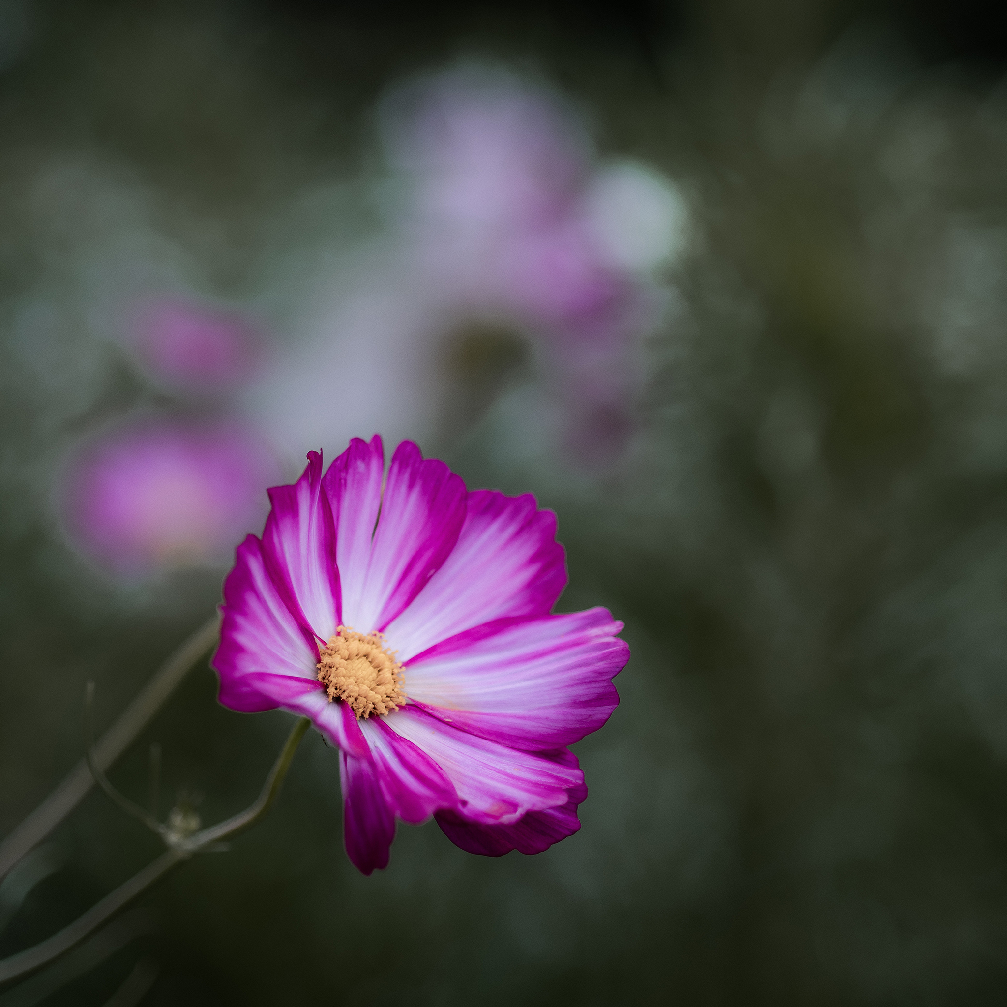 鲜花 小花 花朵 盛开