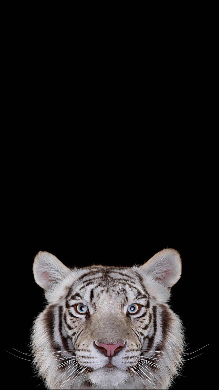 白虎 虎头 简约 猛兽