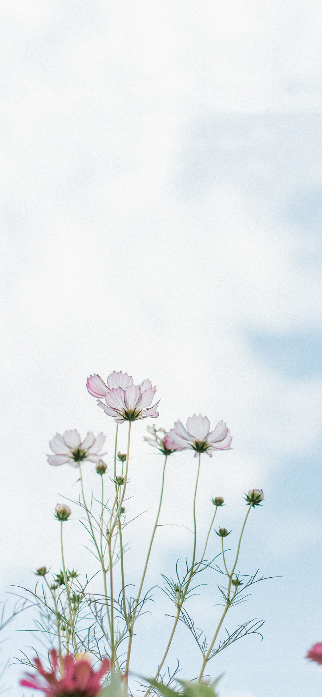 格桑花 鲜花 枝叶 天空 小清新