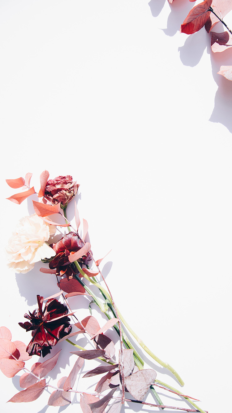 格桑花 鲜花 枝叶 天空 小清新 苹果手机高清壁