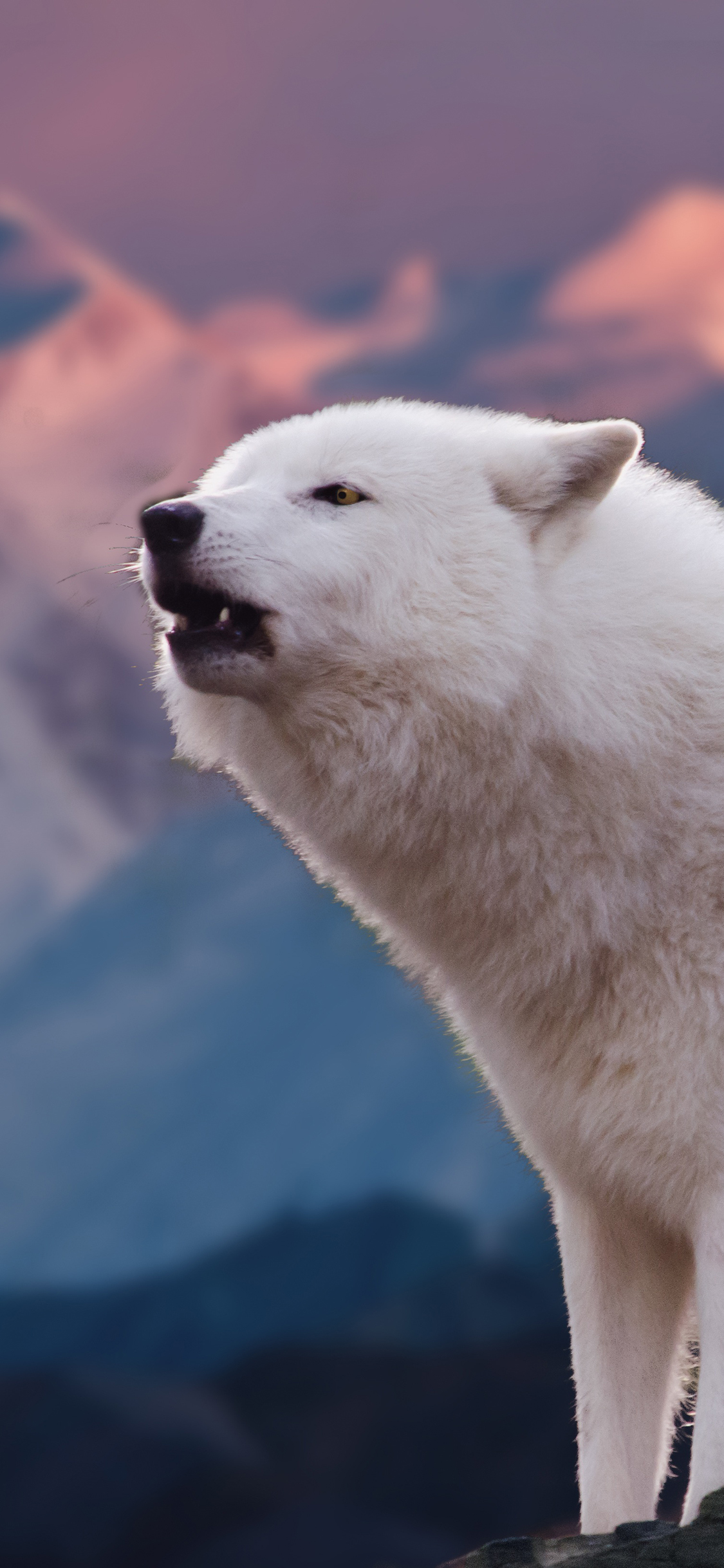 狼 凶猛 猛兽 雪山