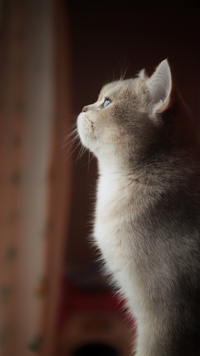 壁纸 动物 猫 猫咪 小猫 桌面 640_1136 竖版 竖屏 手机