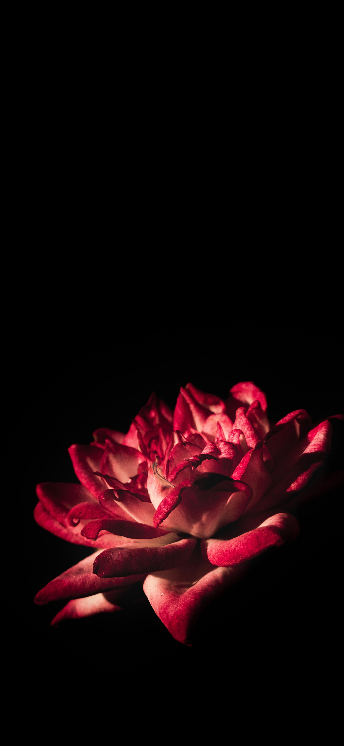 鲜花 盛开 花朵 盛开