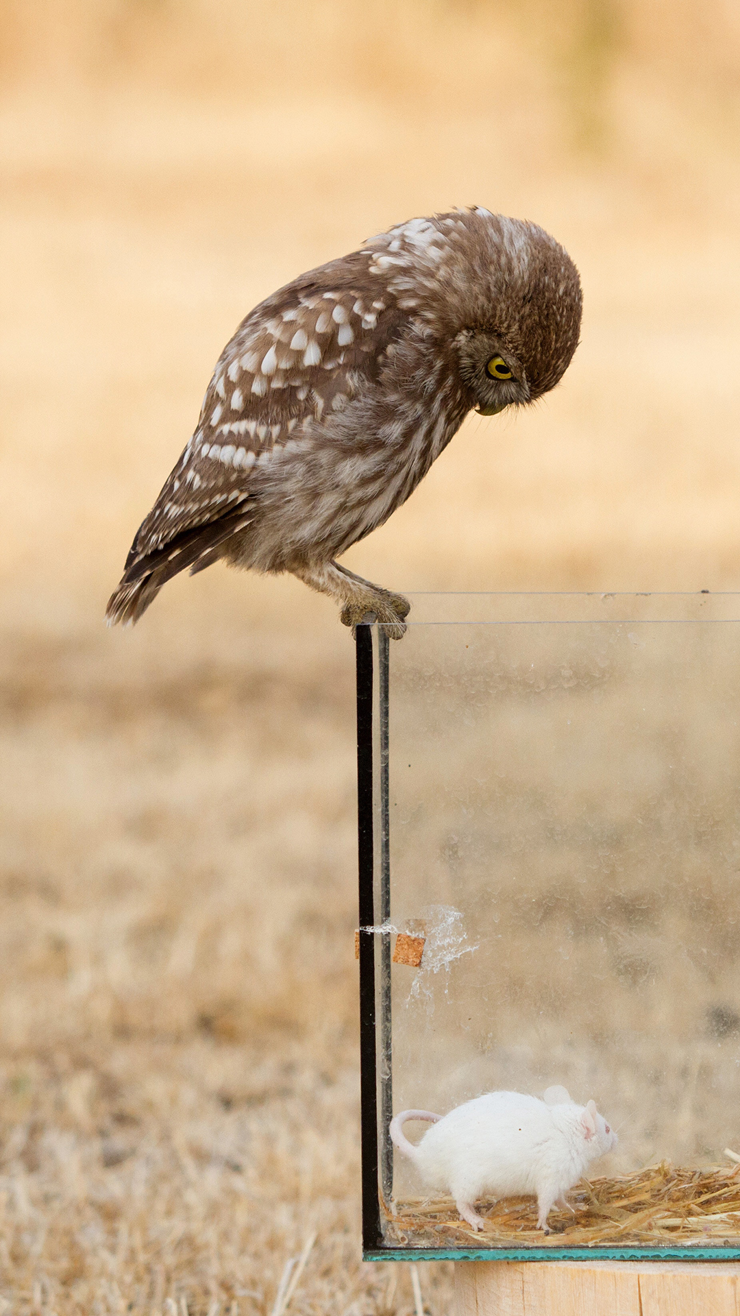 红色背景 女孩 插画 潮流 苹果手机高清壁纸 10