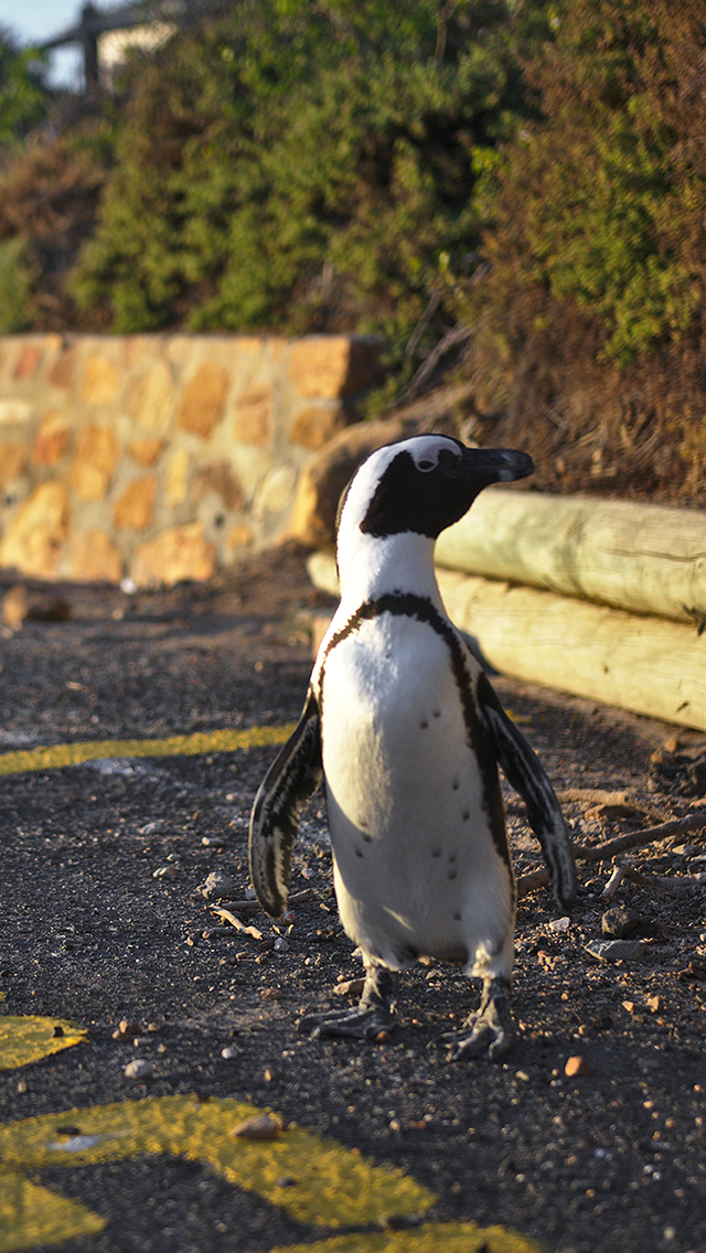 马 草原 奔跑 棕色 苹果手机高清壁纸 640x113