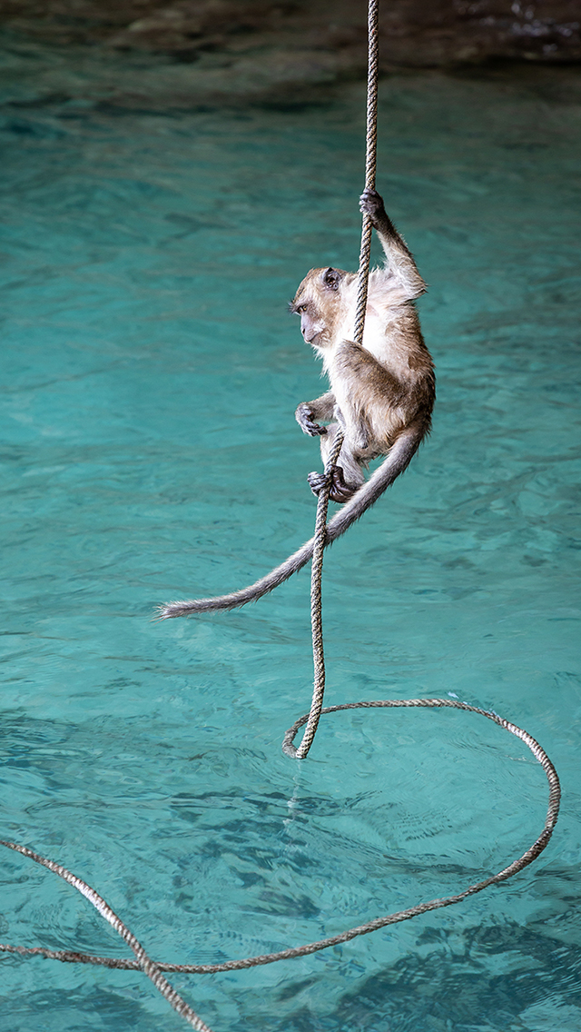 马 草原 奔跑 棕色 苹果手机高清壁纸 640x113