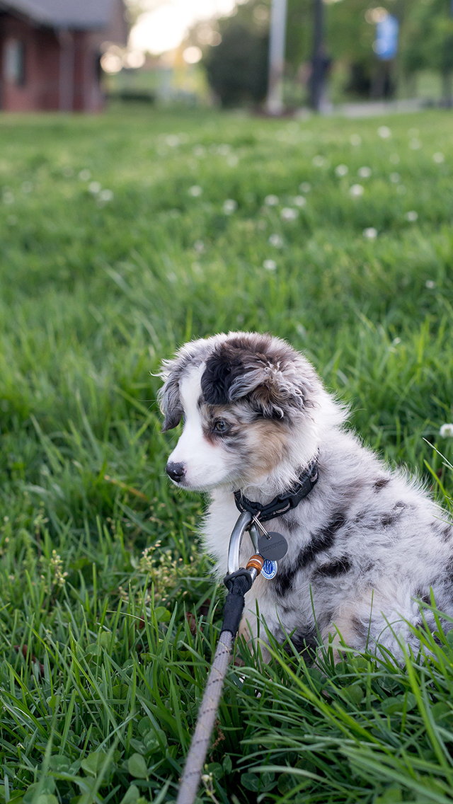 马 草原 奔跑 棕色 苹果手机高清壁纸 640x113