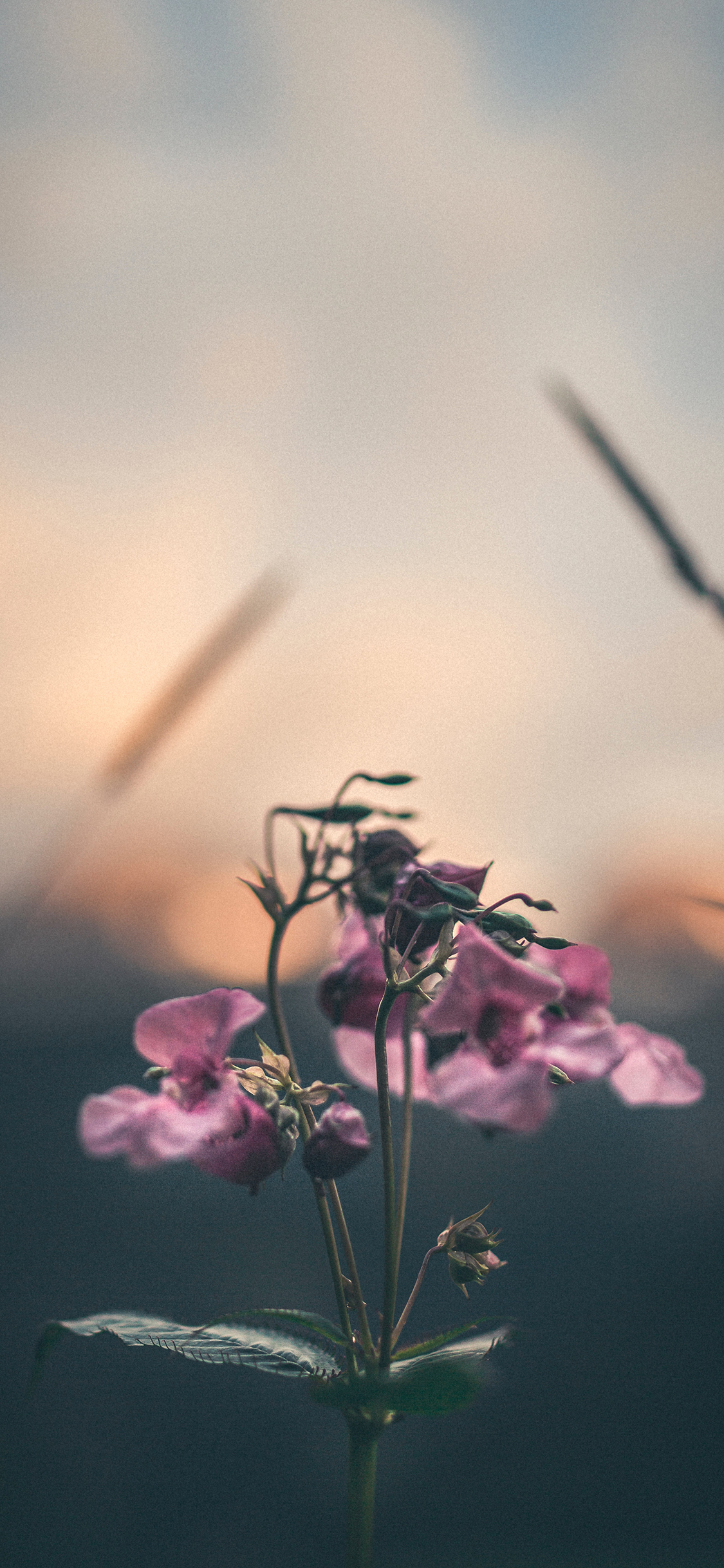 骷髅头 good vibes 啤酒 苹果手机高清壁纸 112