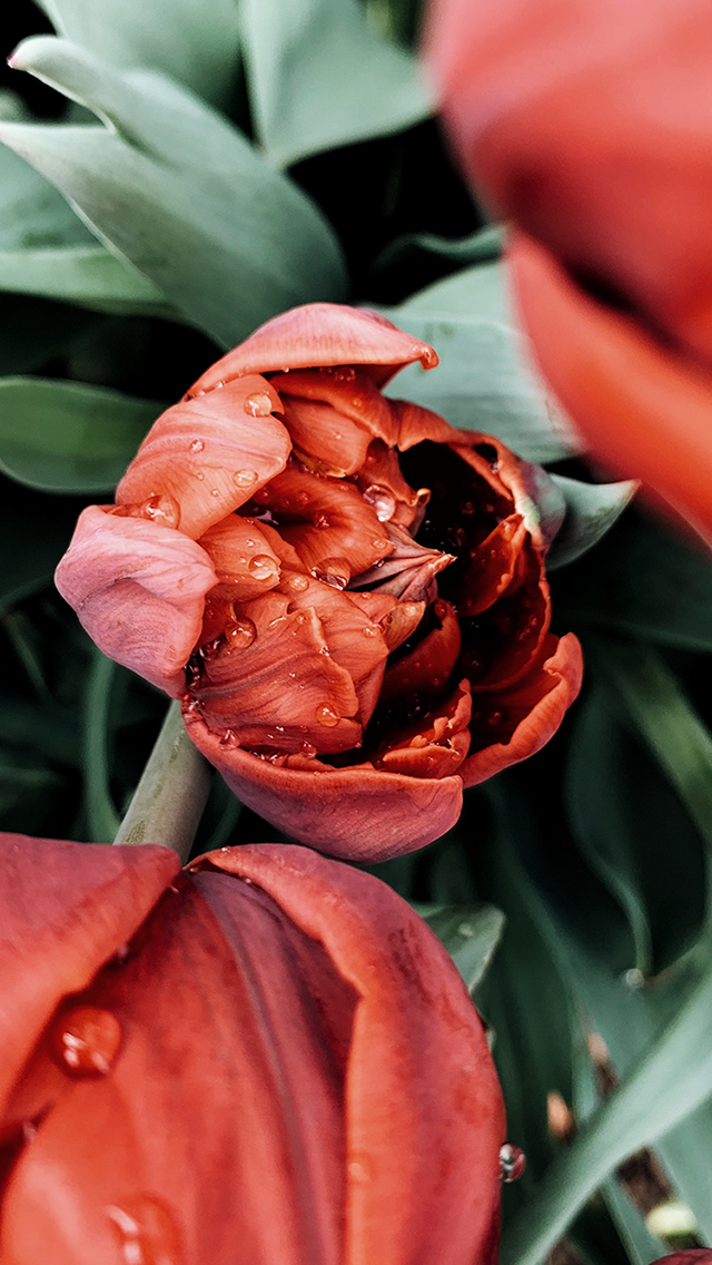 张雪迎 明星 演员 个性 苹果手机高清壁纸 640x