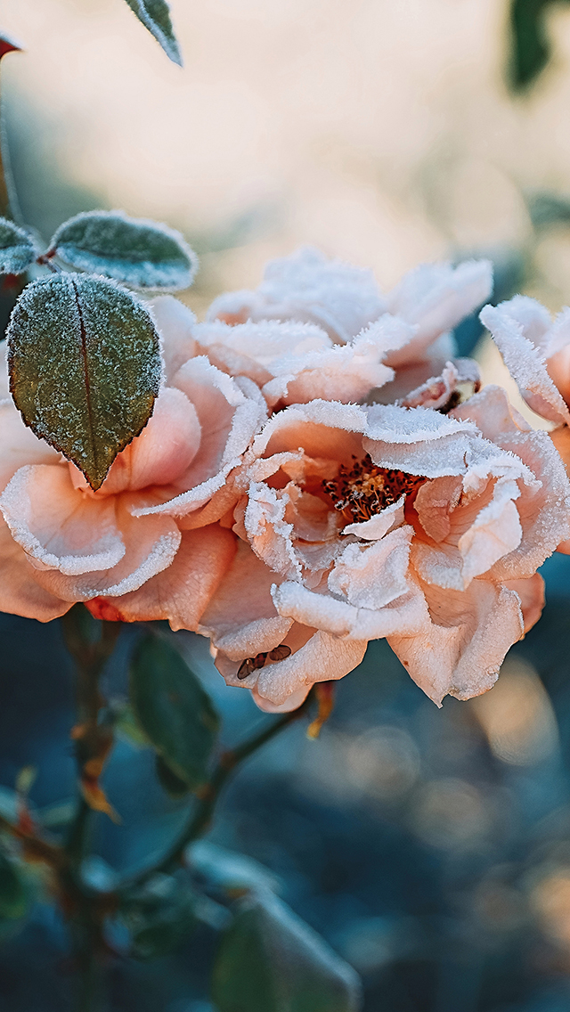 白色背景 接吻情侣 爱情 苹果手机高清壁纸 64