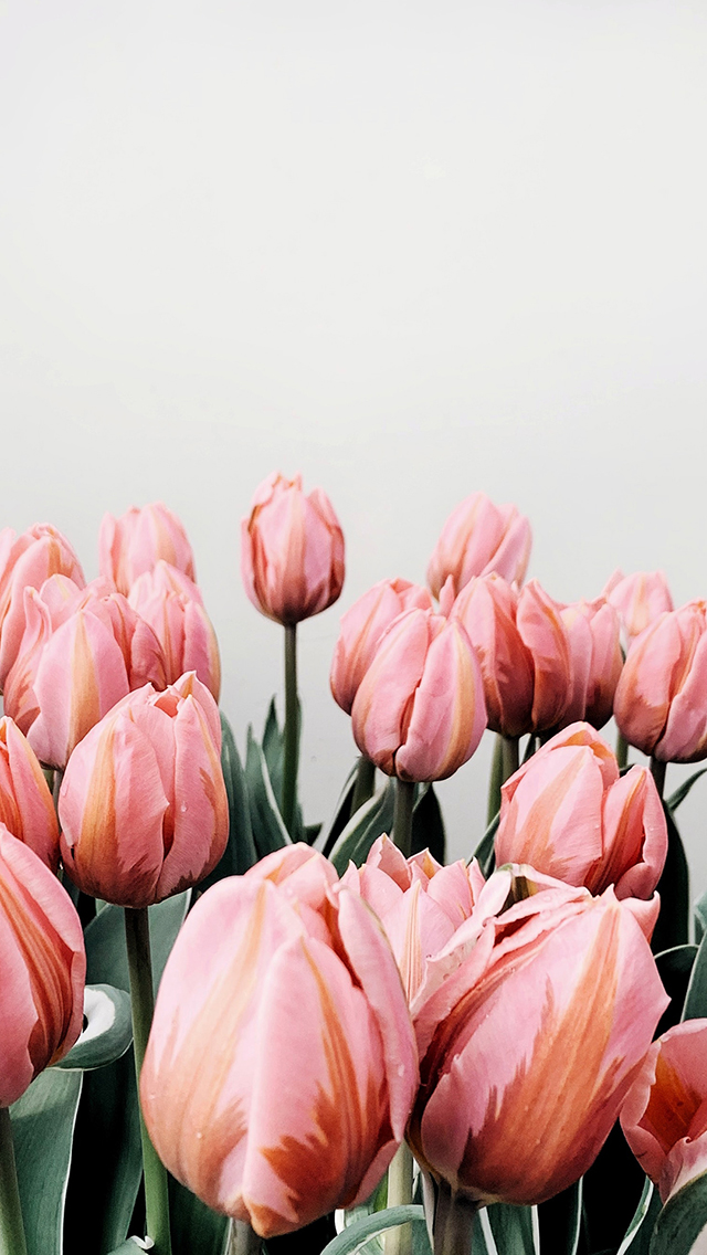 白色背景 接吻情侣 爱情 苹果手机高清壁纸 64