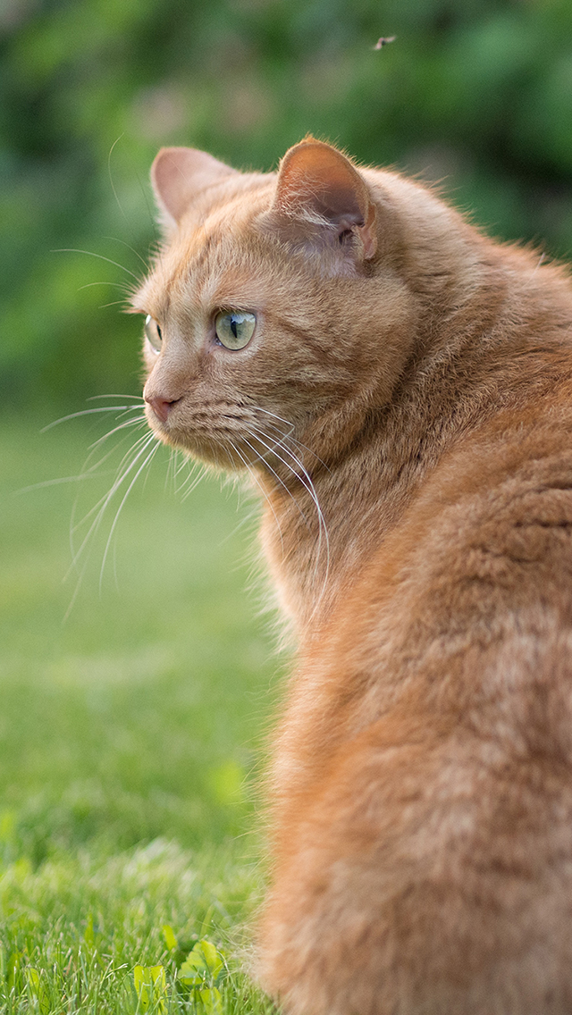 白狮子 户外 皮毛 动物 苹果手机高清壁纸 640x