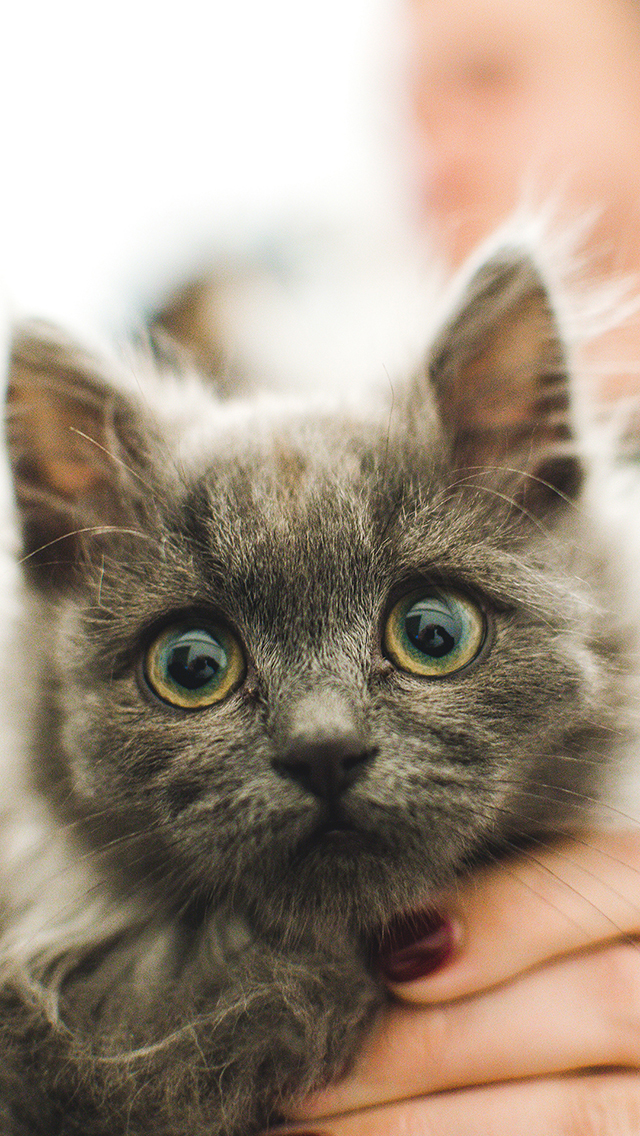 白狮子 户外 皮毛 动物 苹果手机高清壁纸 640x