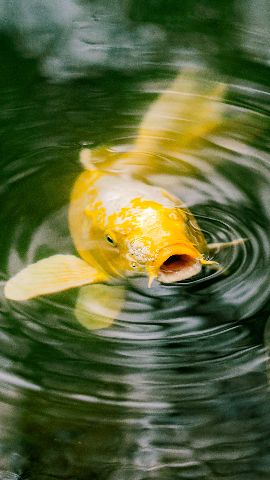 飞鸟 草地 北极海鹦 花草 苹果手机高清壁纸 10