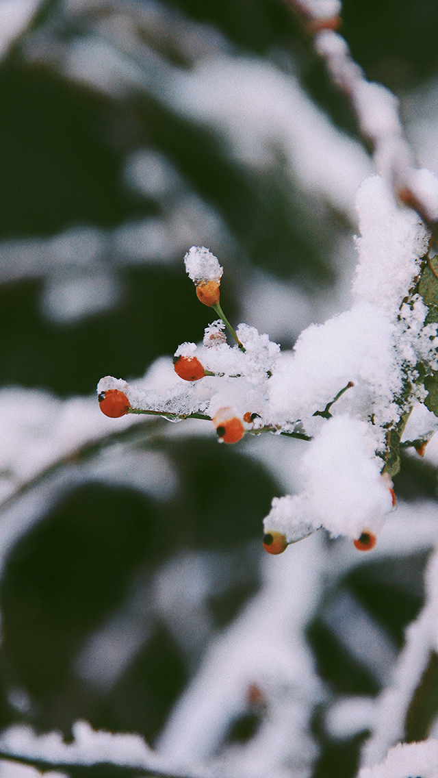 黑白 局部彩色 一束红玫瑰 苹果手机高清壁纸 6