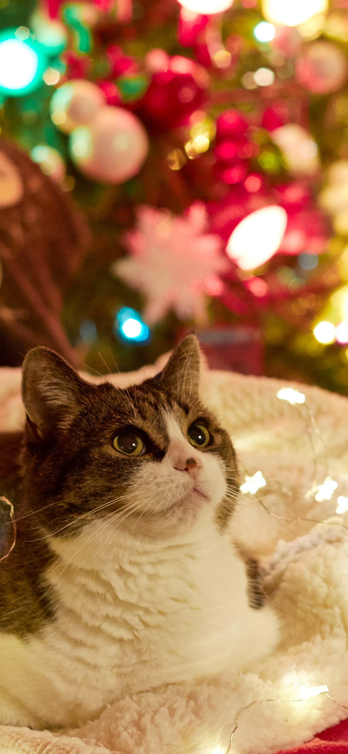 鼠你有钱 鼠年 新年 苹果手机高清壁纸 1125x2