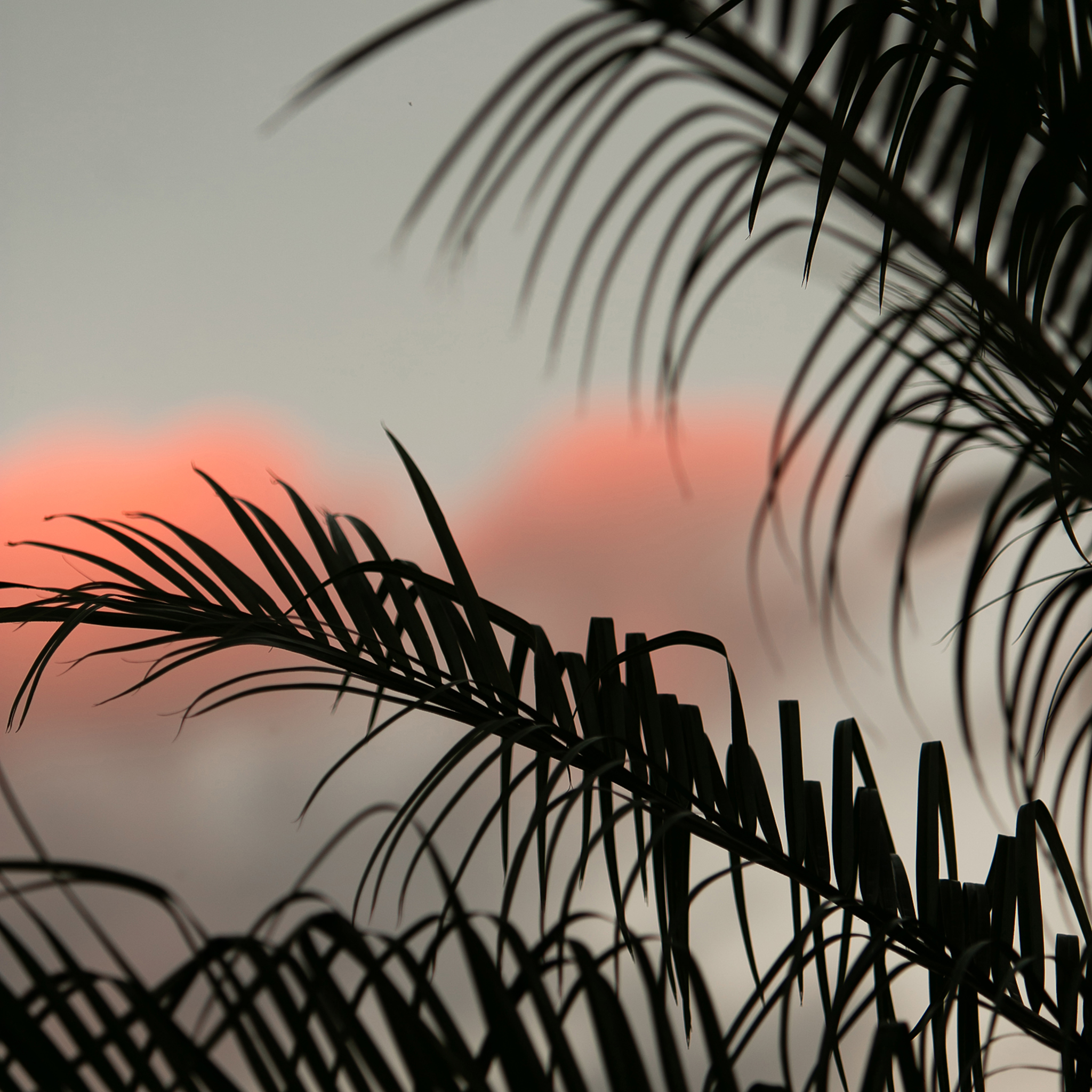 小清新手捧花 粉玫瑰 白玫瑰 苹果手机高清壁纸