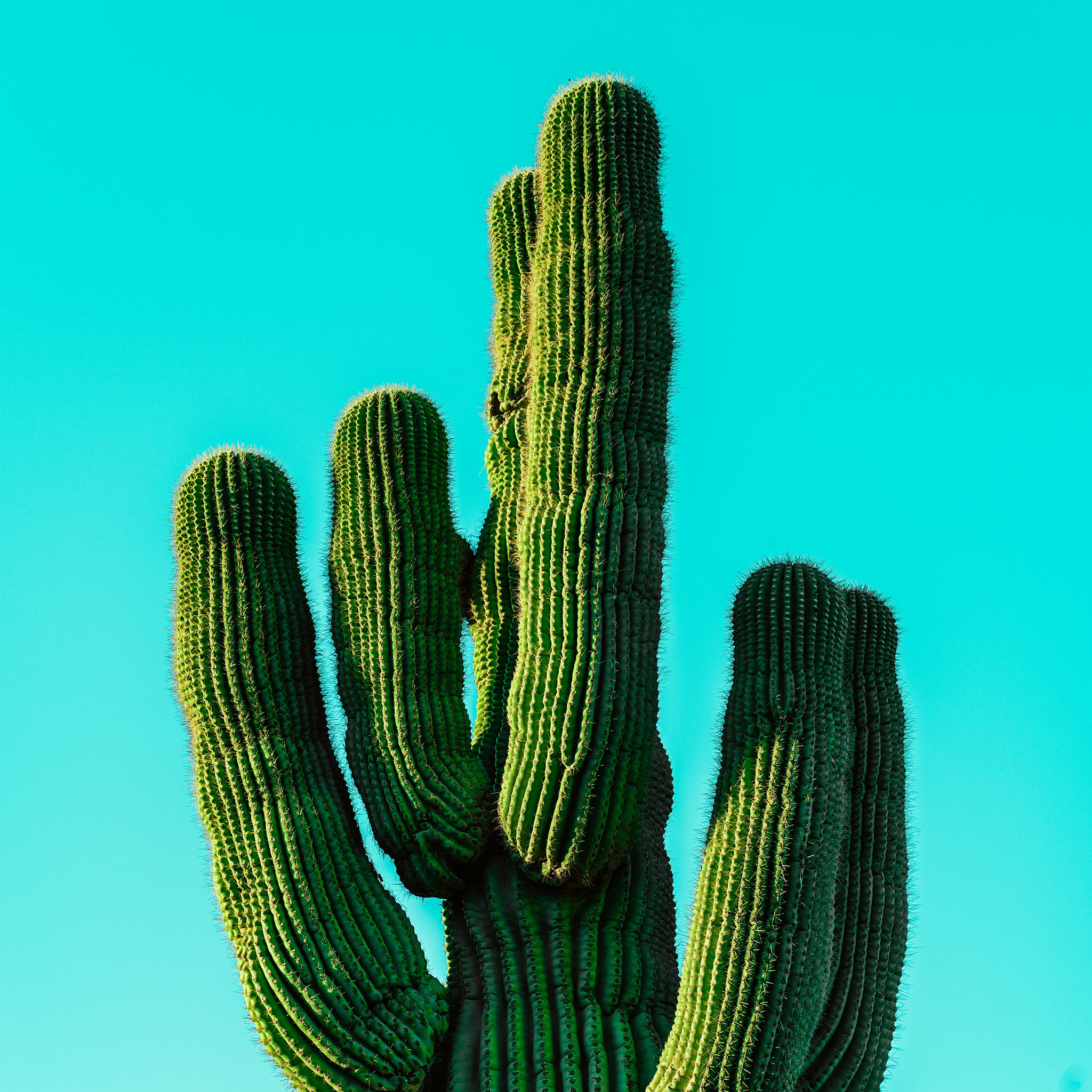 小清新手捧花 粉玫瑰 白玫瑰 苹果手机高清壁纸