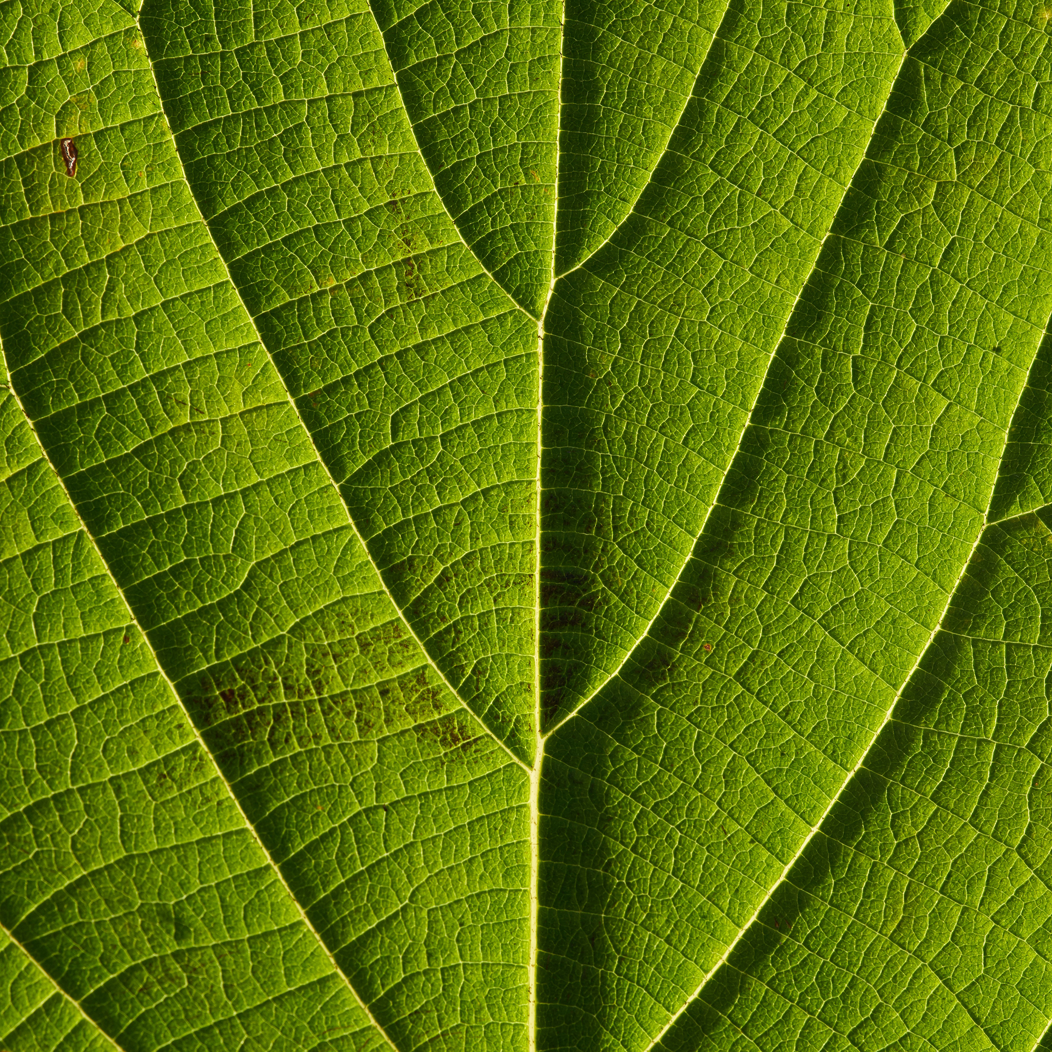 插花 花瓶 干花 花草 苹果手机高清壁纸 2048x2