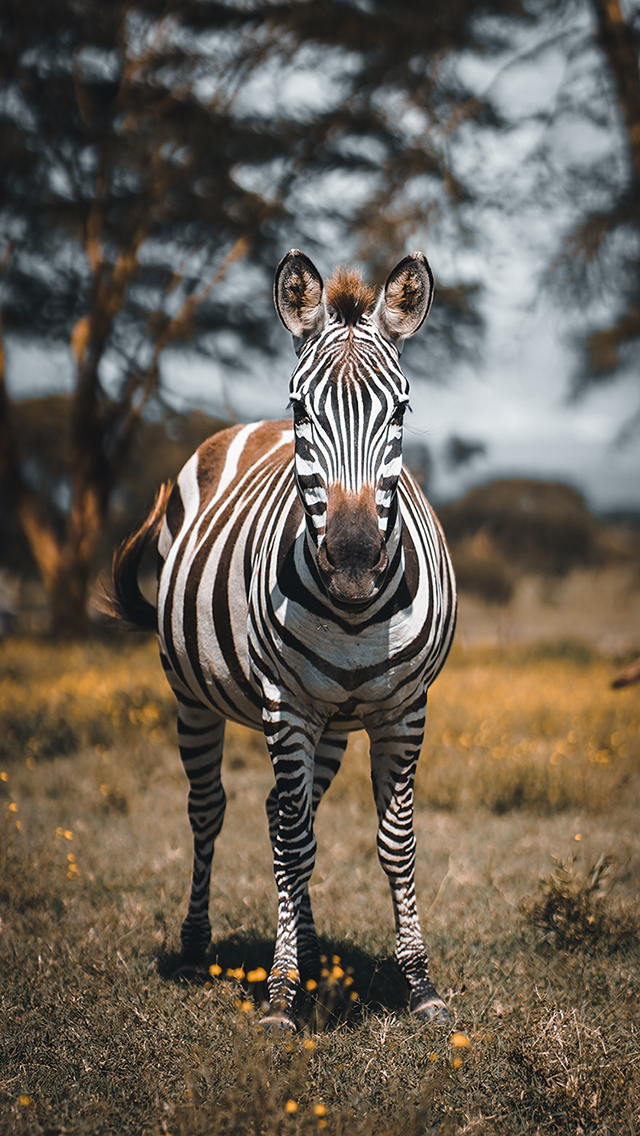桶 水果 苹果 青苹果 苹果手机高清壁纸 640x11