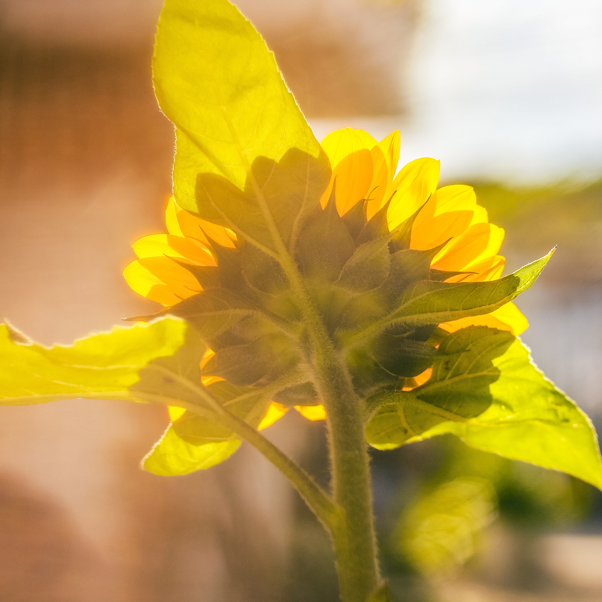 插花 花瓶 干花 花草 苹果手机高清壁纸 2048x2