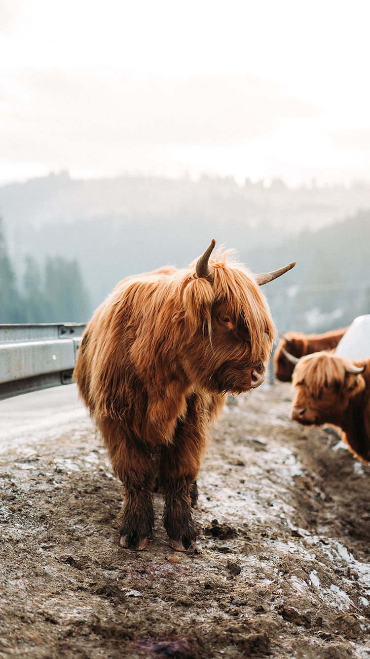 静物 花瓶 桌子 钢架 苹果手机高清壁纸 750x13