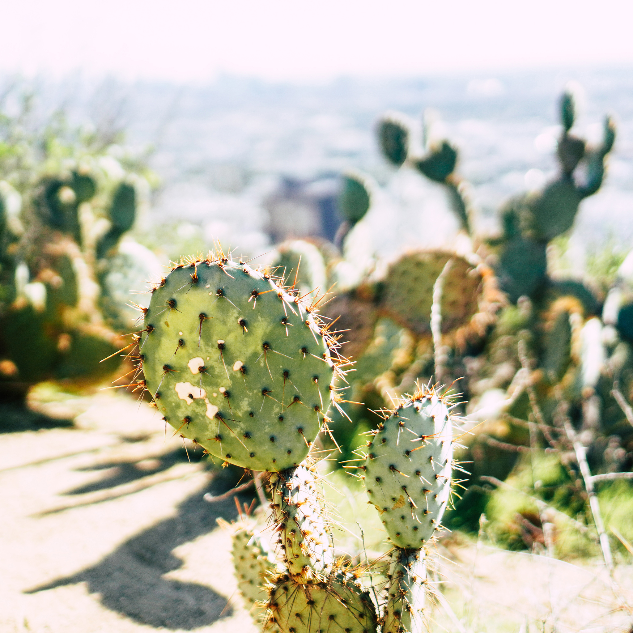 小清新手捧花 粉玫瑰 白玫瑰 苹果手机高清壁纸