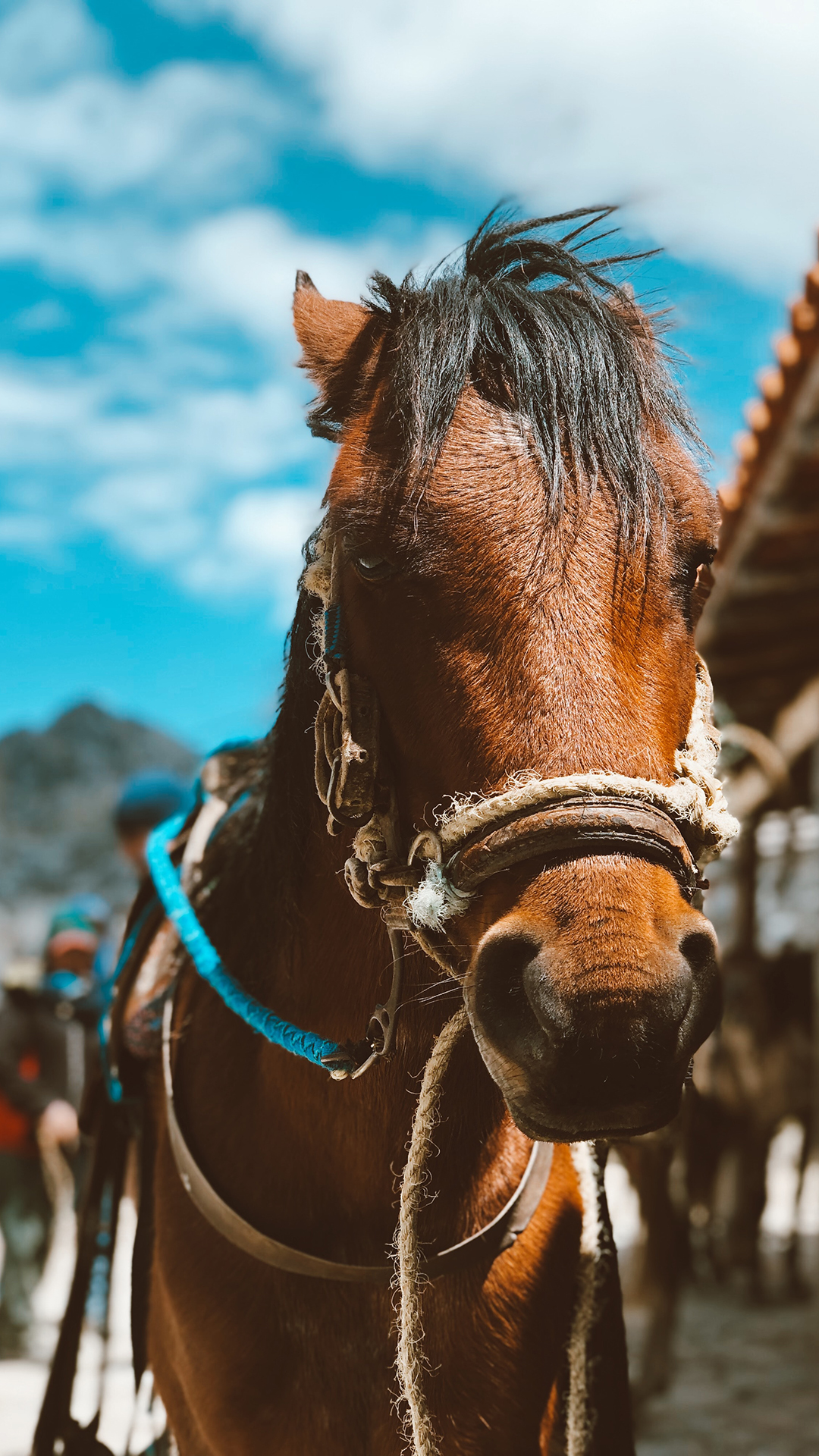 蓝天白云 棕马 马匹 刘海 苹果手机高清壁纸 10
