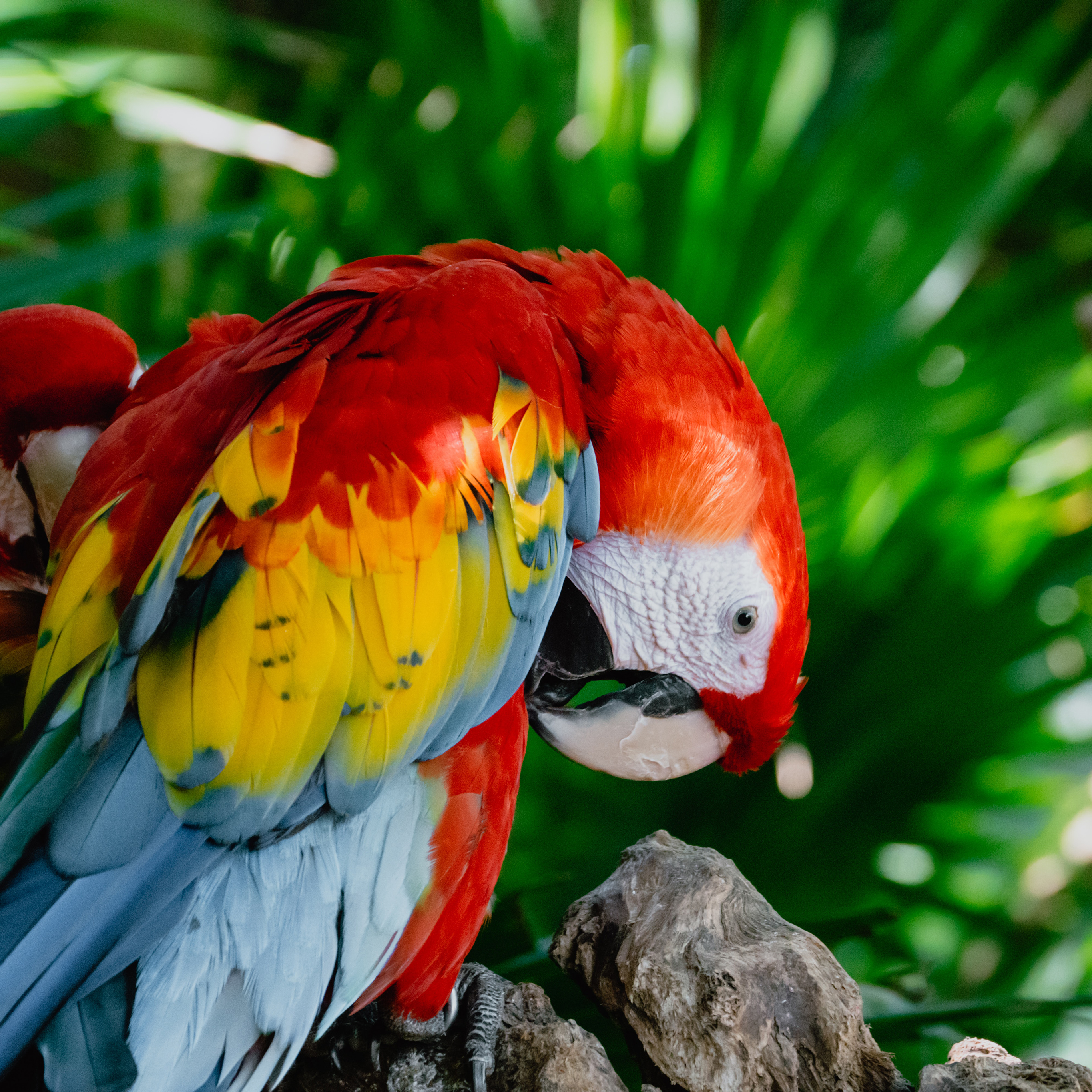 海底 海洋生物 珊瑚 鲨鱼 苹果手机高清壁纸 27