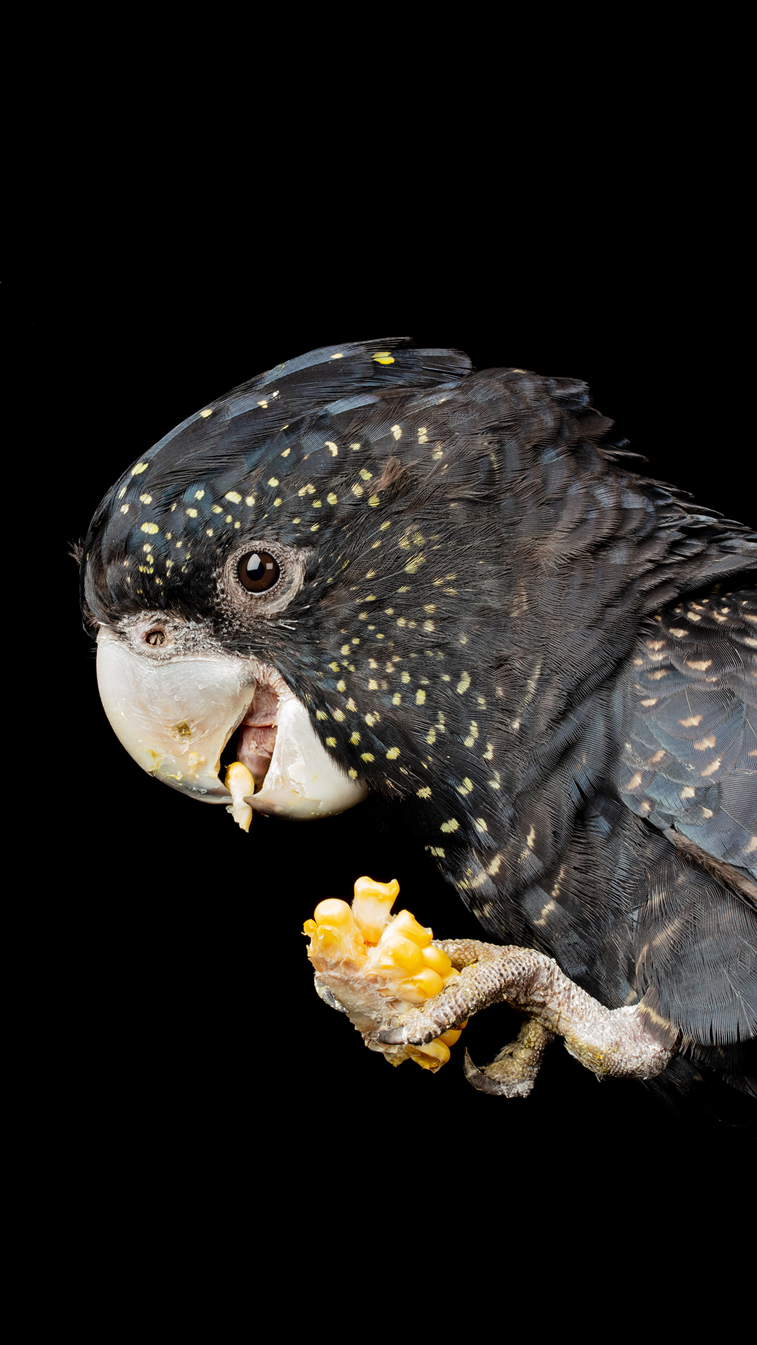 蓝天白云 棕马 马匹 刘海 苹果手机高清壁纸 10