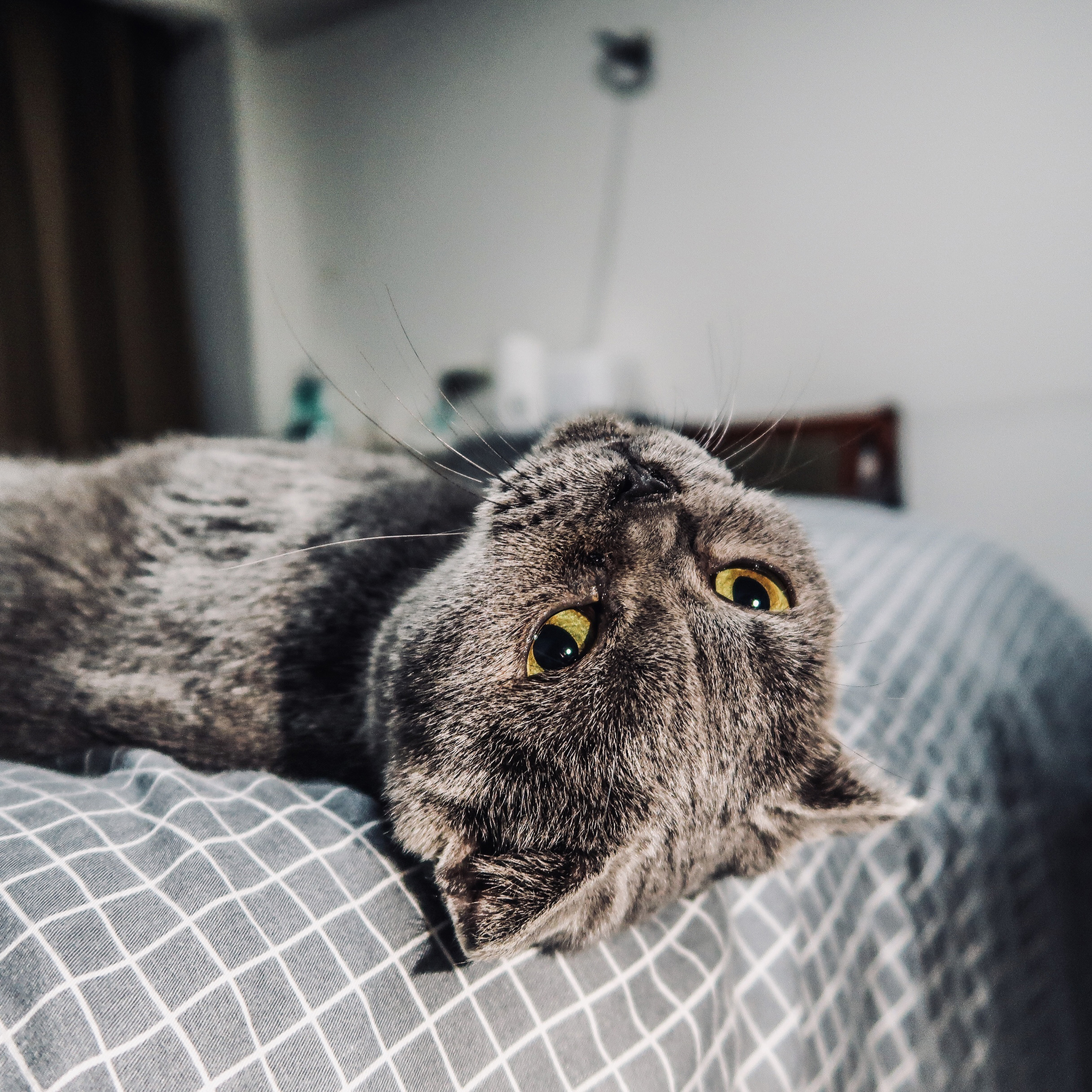 发 繁体字 黑色 苹果手机高清壁纸 2048x2048_