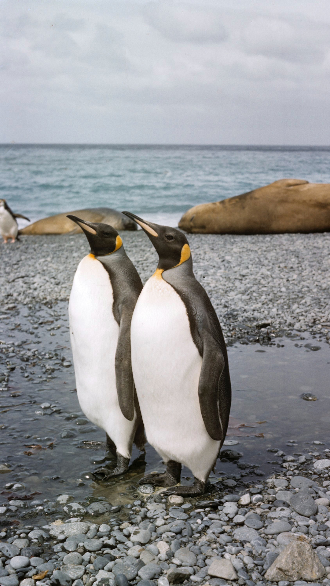 宠物猫 喵星人 趴着 呆萌 苹果手机高清壁纸 10